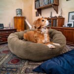 CozyNest Prémium Puha Fánk Alakú Kutya és Macska Fekhely - Image 3